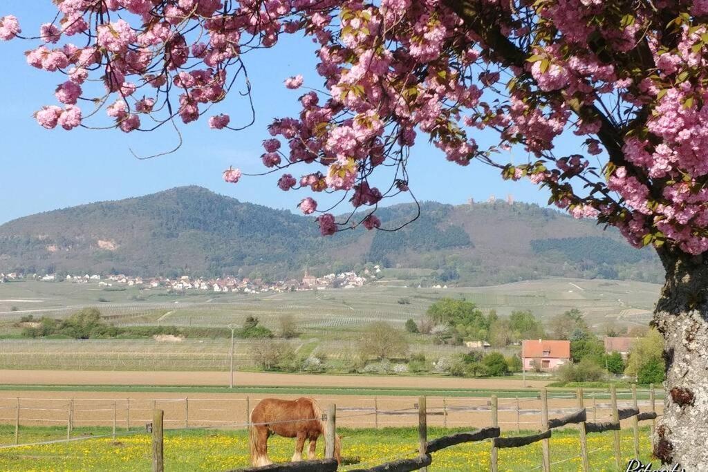 Gite A Eguisheim Proche De Colmar Et Kaysergberg. المظهر الخارجي الصورة